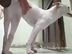 ZooZooTube.com